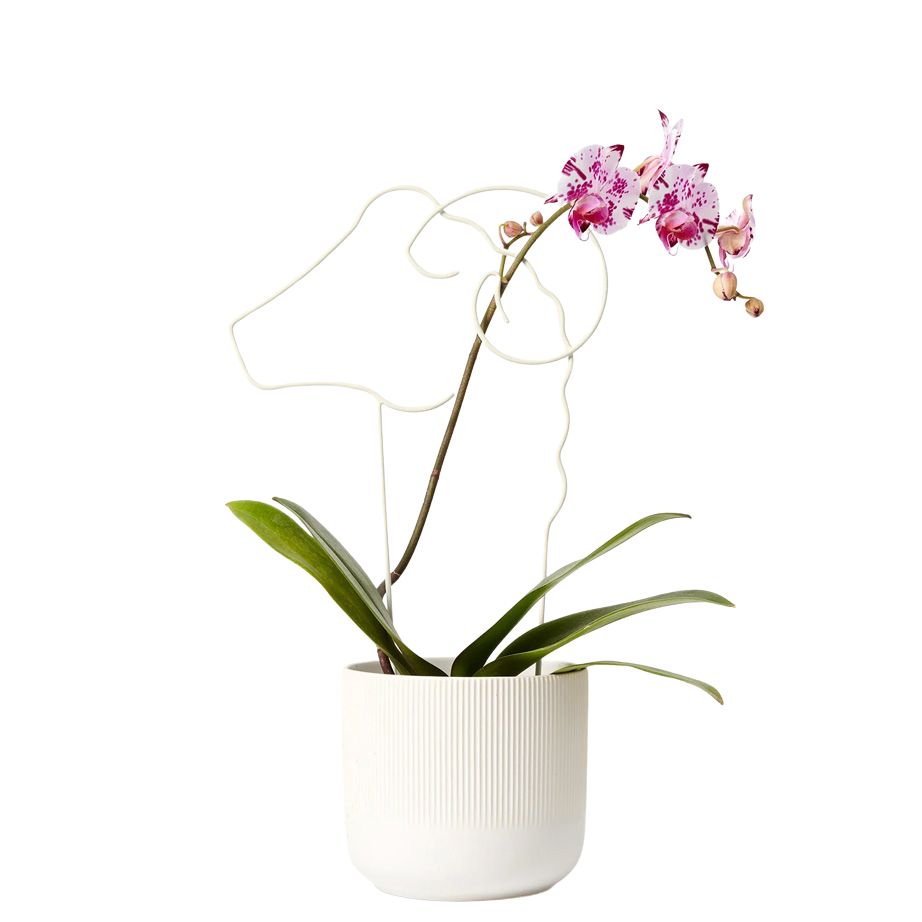 areaware plant trellis Areaware Plant Trellis