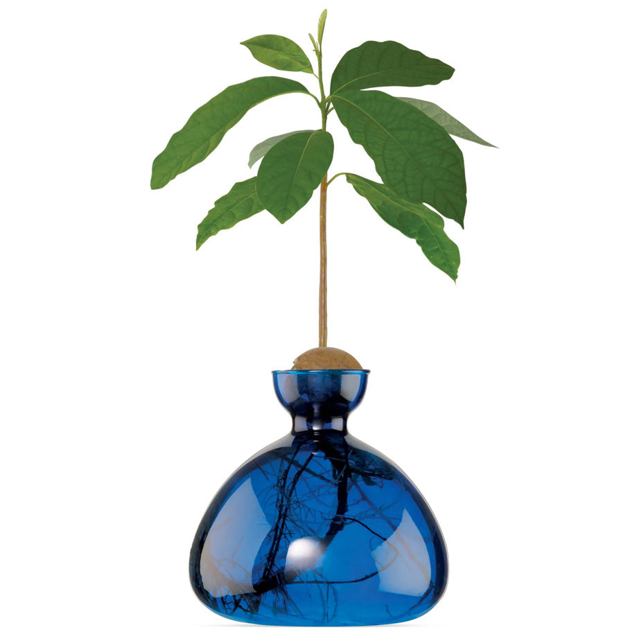 Avocado Vase