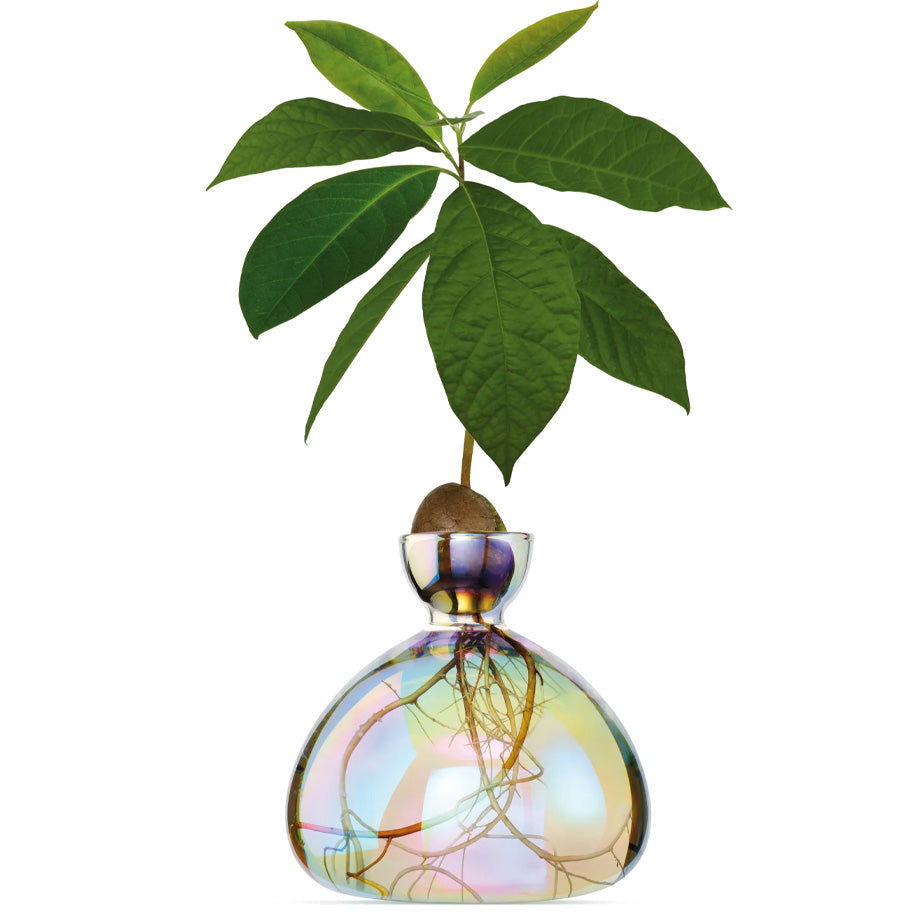 Avocado Vase