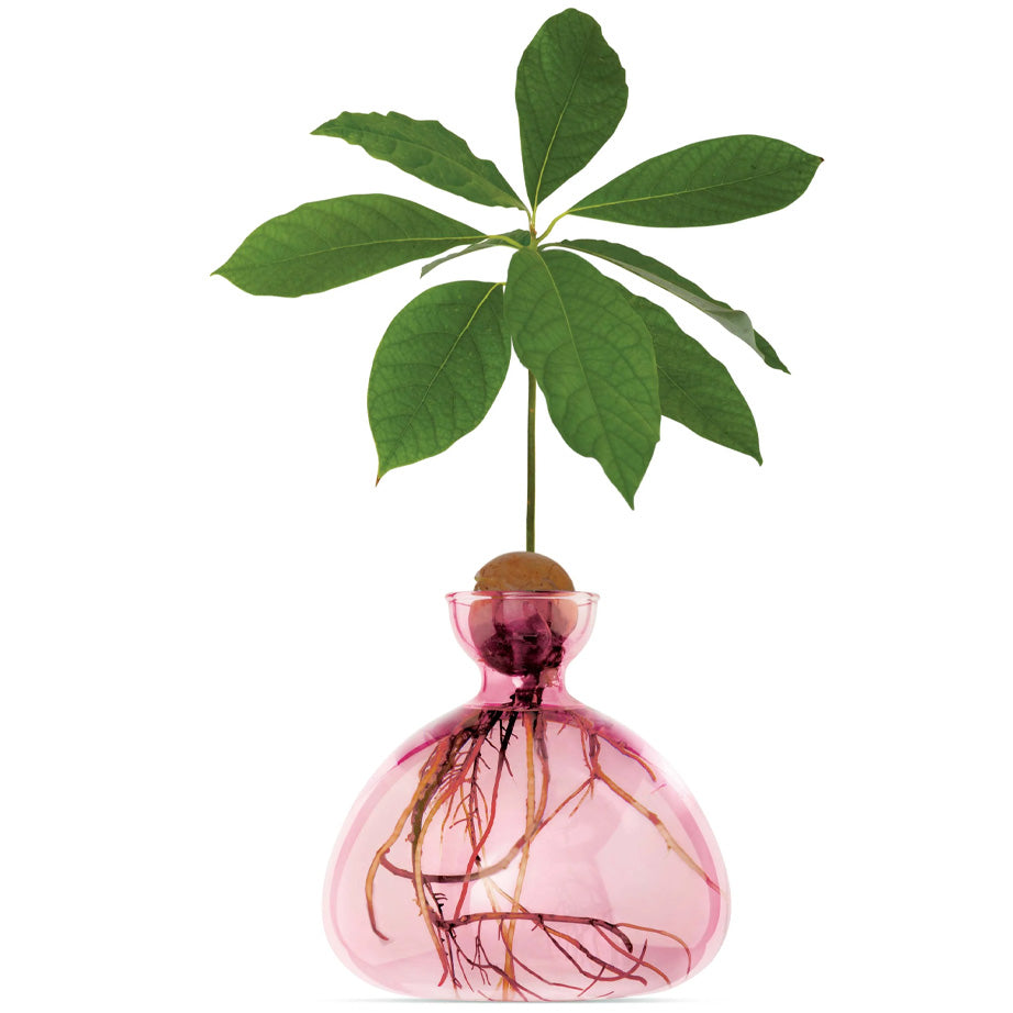 Avocado Vase