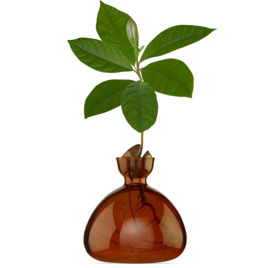 Avocado Vase