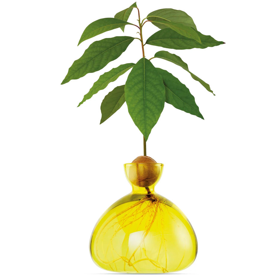 Avocado Vase