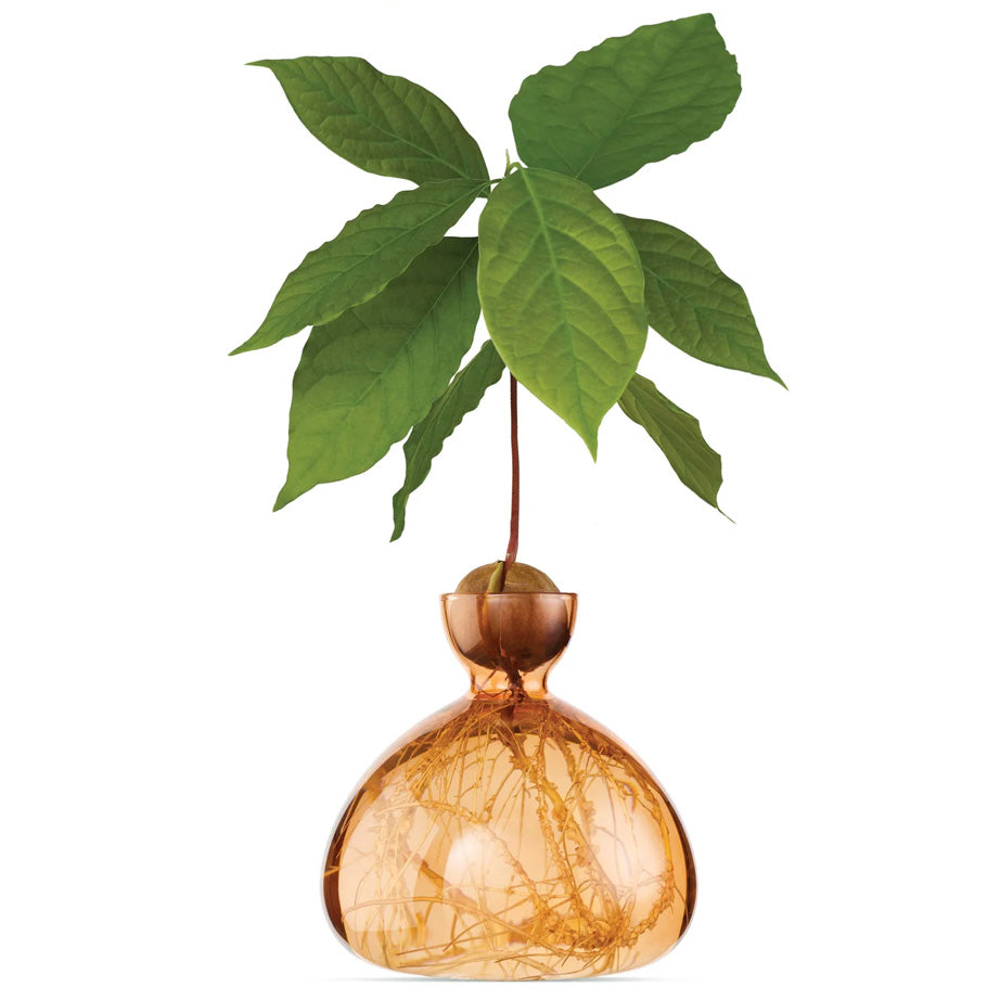 Avocado Vase