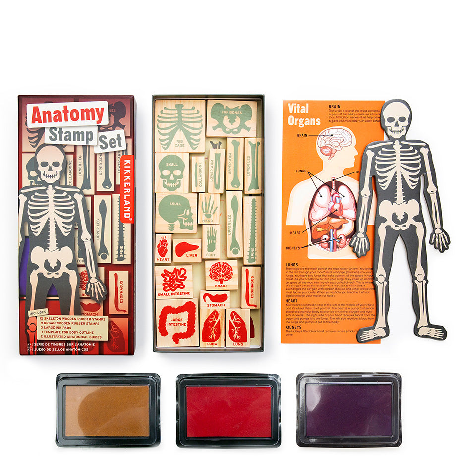Anatomy Stamp Set