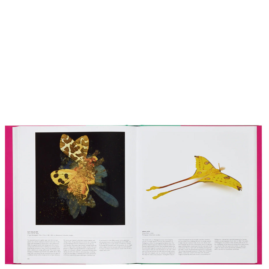 Butterfly: Exploring the World of Lepidoptera