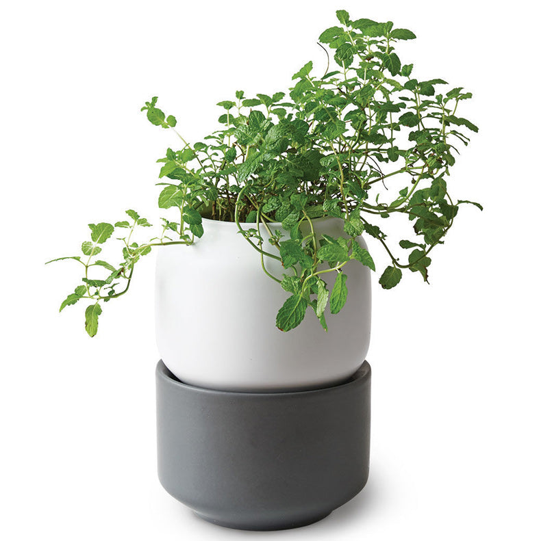 Self-Watering Herb Pot